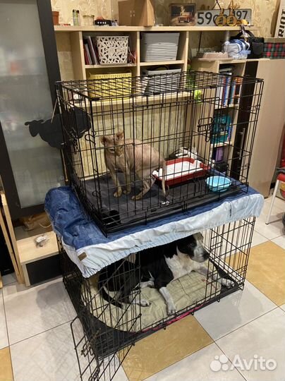 Клетка для кошек и собак в аренду