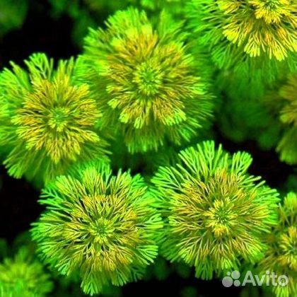 Растения в аквариум