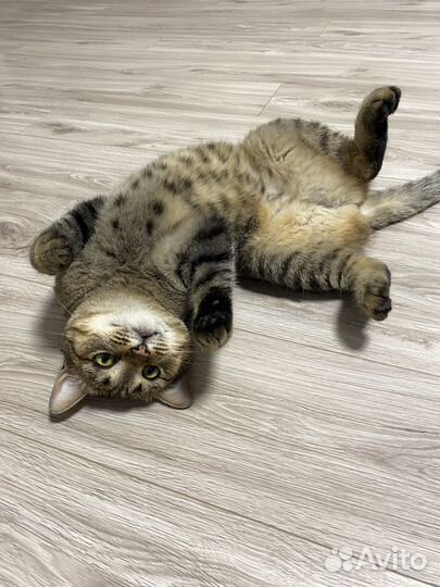 Кошки в добрые руки