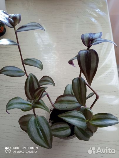 Традесканция