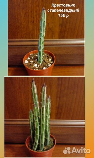 Суккуленты