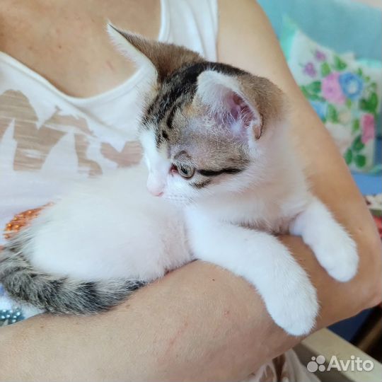 Котенок 2 месяца девочка