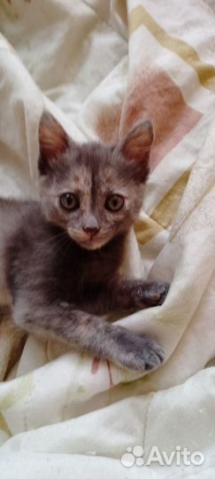Кошки бесплатно