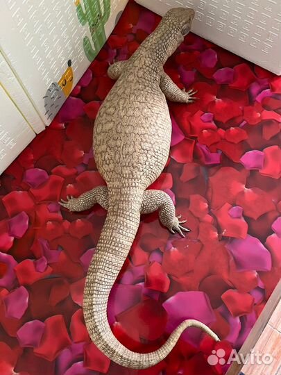 Варан чучело
