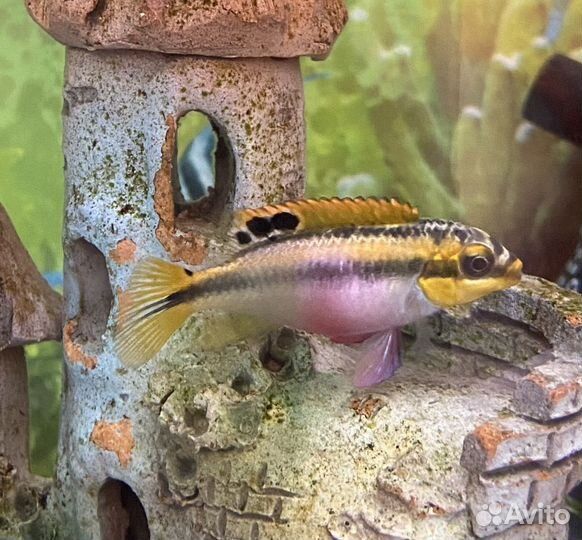 Пельвикахромис,попугайчик