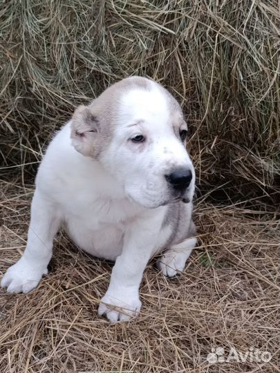 Щенки сао алабай