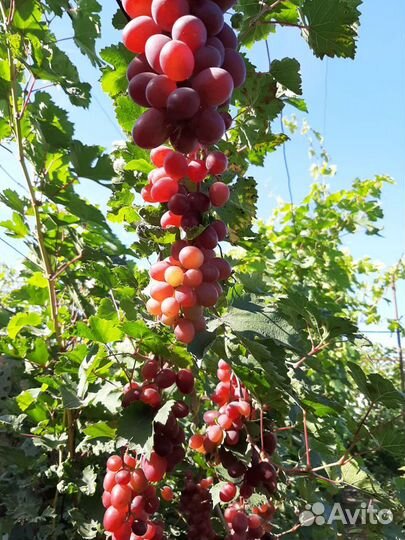 Виноград - саженцы, черенки. Элитные сорта