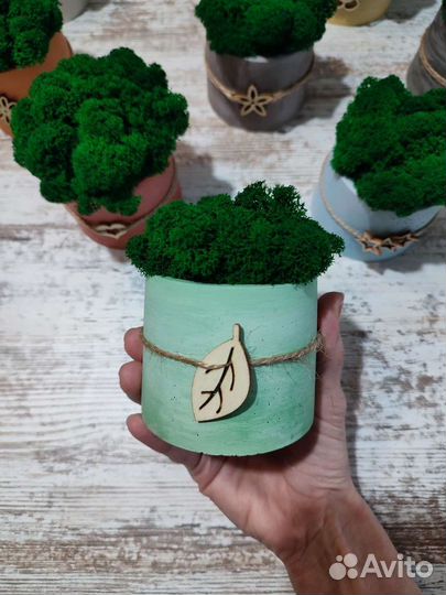 Стабилизированный мох в гипсовом кашпо