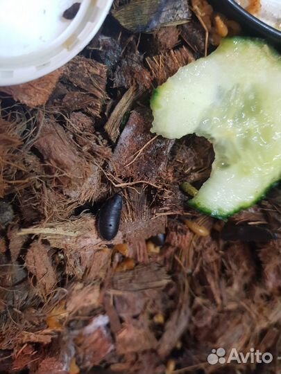 Мадагаскарские шипящие тараканы