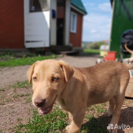 Щенок русской гончей