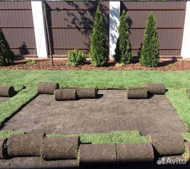 Рулонный газон