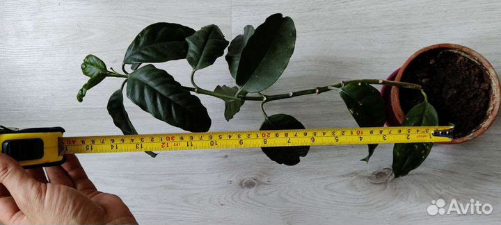 Хойя мультифлора