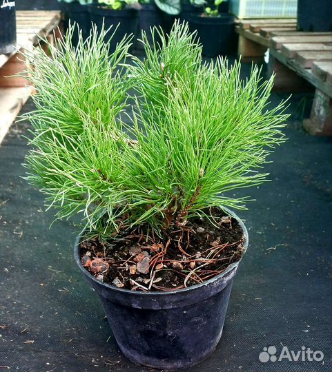 Сосна горная Мугус