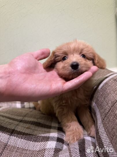 Карамель мальтипу девочка