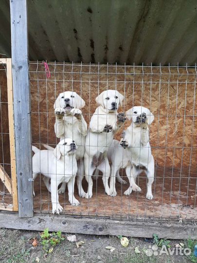 Щенки лабрадора