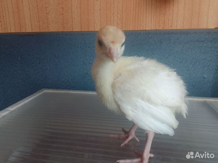 Домашняя птица