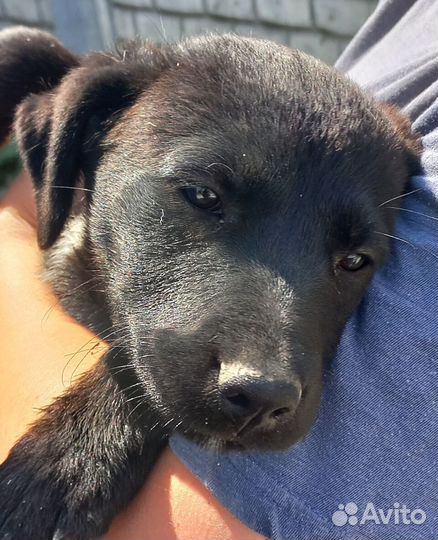 Щенки в добрые руки