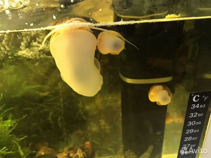 Сомики, улитки, растения