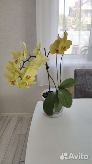 Орхидея фаленопсис