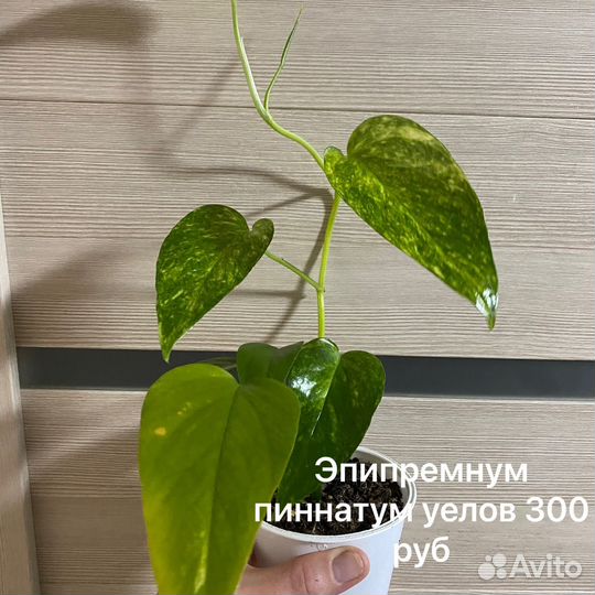 Эпипремнумы
