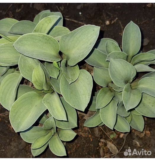 Гвоздика, смолевка, злак, подорожник