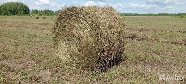 Сено, рулоны по 300 кг. свежий укос 24 г