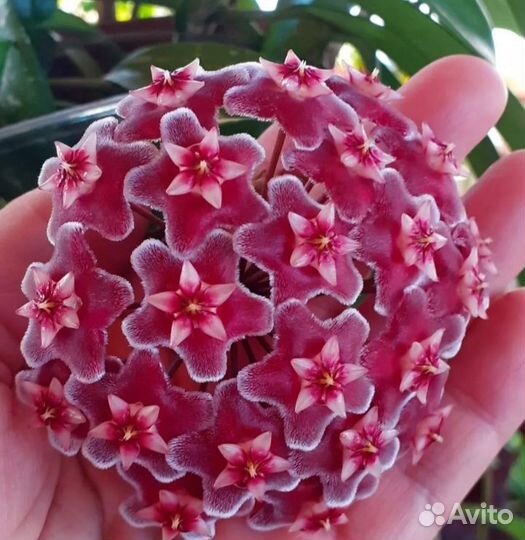 Комнатные цветы