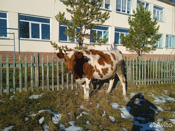 Корова стельная