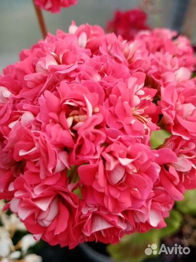 Пеларгония розебудная