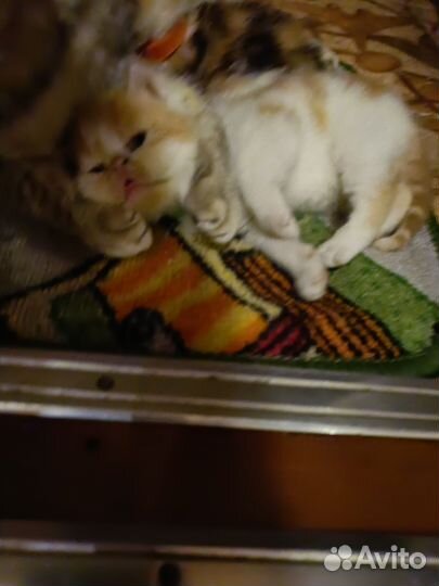 Экзотические котята