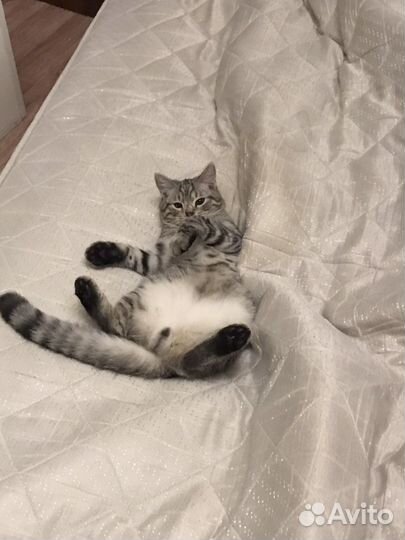 Котик в добрые руки