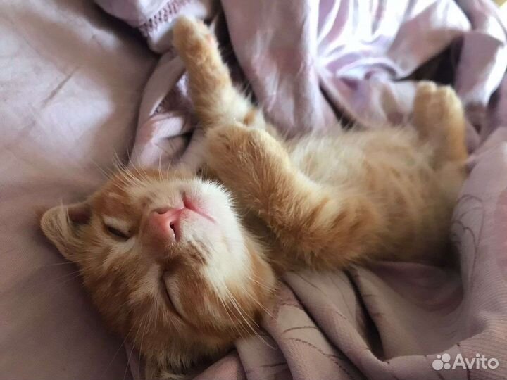 Кот в дар