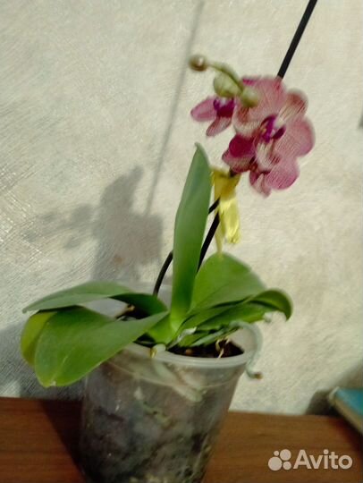 Орхидея фаленопсис цветущая