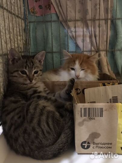 Котята в добрые руки мальчики