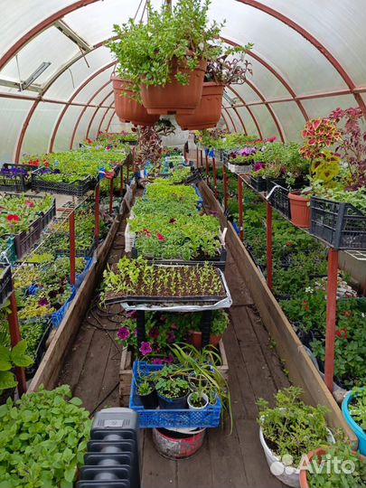 Рассада цветов