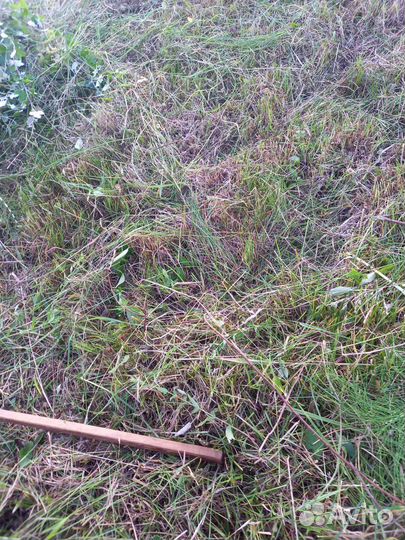 Продам сено