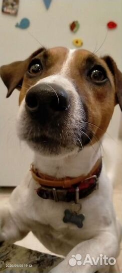 Джек Рассел кабель. Вязка