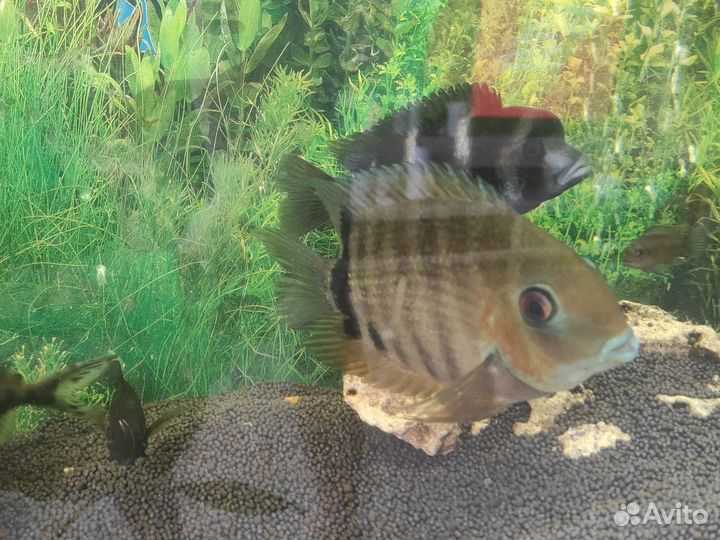 Продам аквариум со всем содержимым