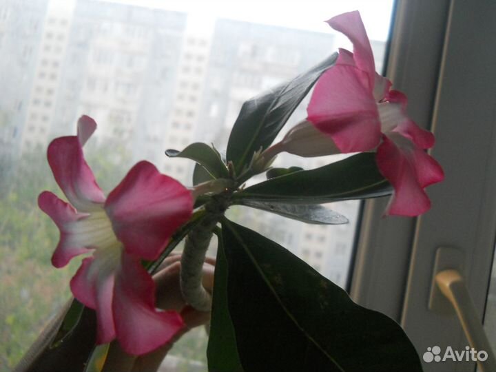 Комнатные цветы