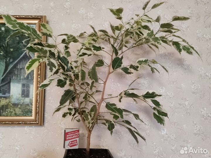 Фикус бенджамина