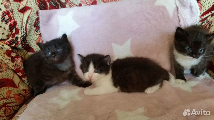 Котята в добрые руки бесплатно