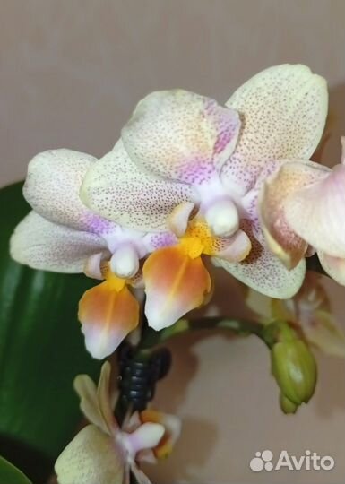 Орхидея фаленопсис