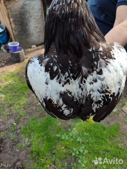 Молодые петухи