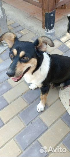 Щенки бесплатно в добрые руки