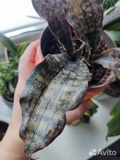 Сансивиерия стар гранит каньон