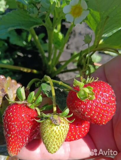 Клубника ремонтантная Альбион