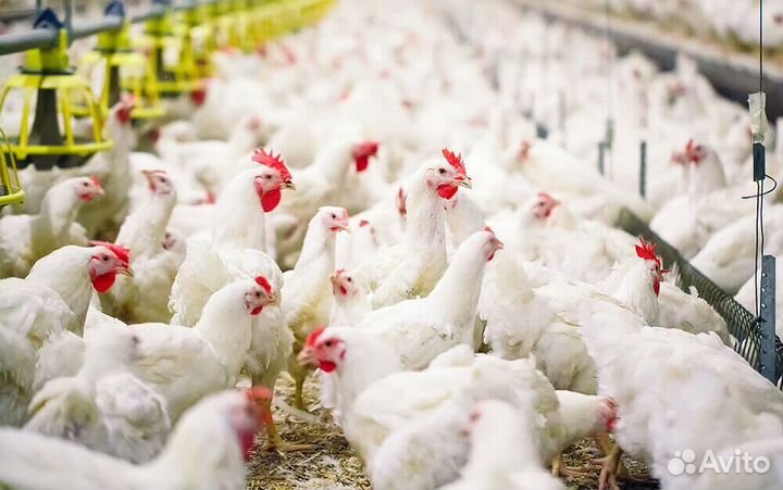 Сотрудник птицефабрики в Крыму