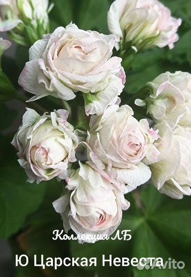 Пеларгония герань