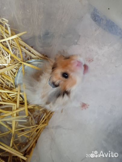 Сирийский хомяк