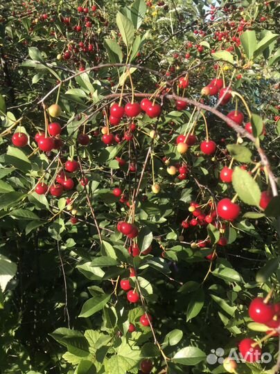 Вишня ягода свежая